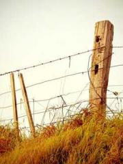 Shen Ning Ran Bo Jin Shen Ning Ran Bo Jin