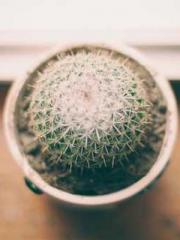 lt;lt;lt;Cultivation lt;lt;lt;Cultivation