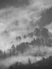 The Substitute Wife The Substitute Wife