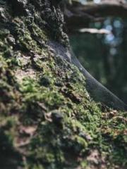 Night of Crimson Lea Night of Crimson Lea