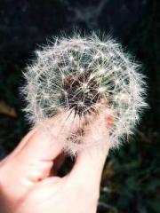 The Goddessapos;s Su The Goddessapos;s Su